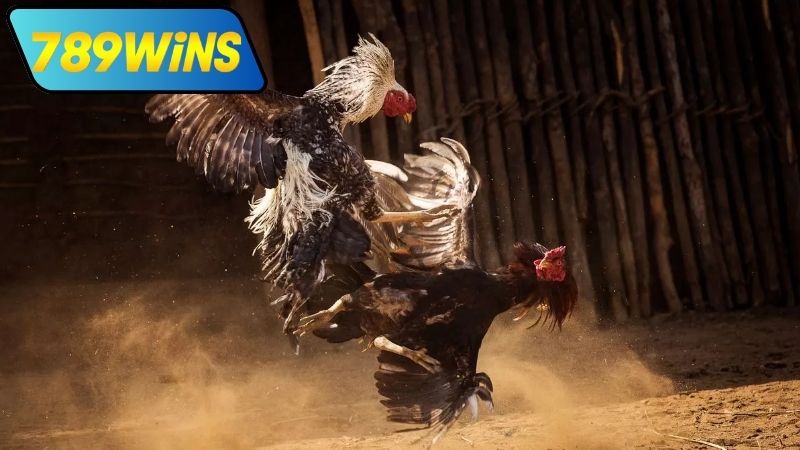 Các loại hình đá gà casino trực tiếp ngày hôm nay tại 789WIN