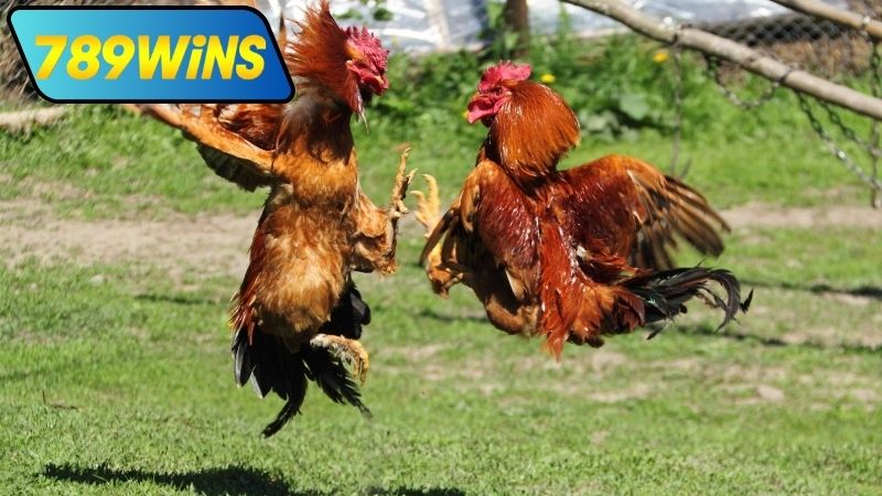 Lưu ý quan trọng khi xem đá gà cựa tròn trực tiếp tại 789WIN