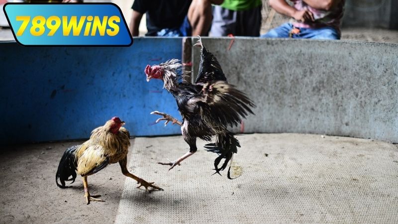 Tương thích và tiện ích của đá gà cựa trực tiếp