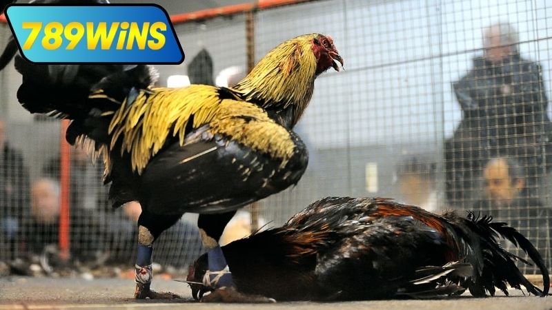 Kinh nghiệm xem và cược đá gà Khmer trực tiếp